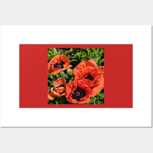 Blood Red Poppies (Square Crop) Posters and Art